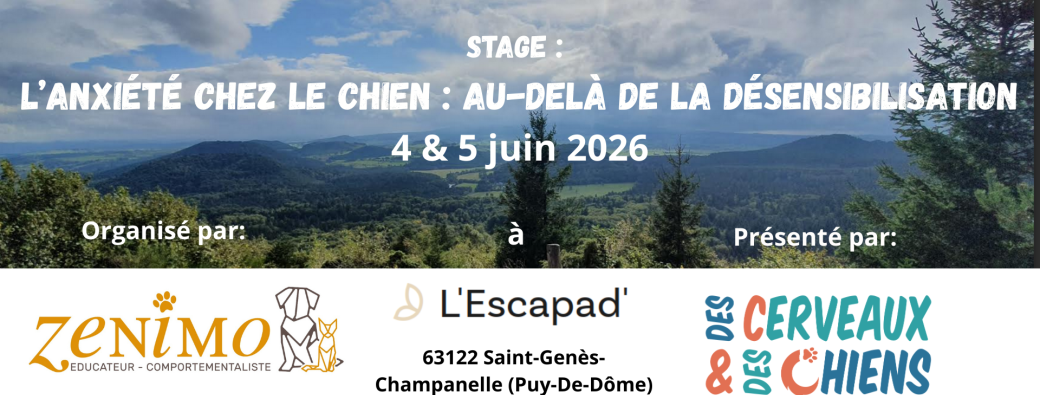 Anxiété chez le chien : au-delà de la désensibilisation