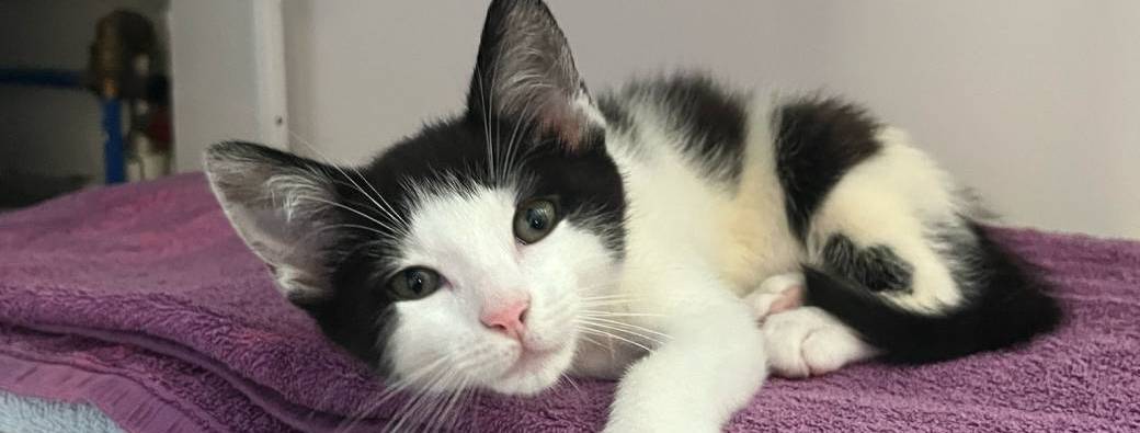 Apaiser le chat en hospit