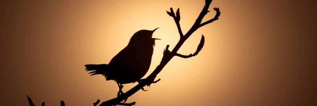 Apéro (pique-nique) des bassins spécial “chant des oiseaux”