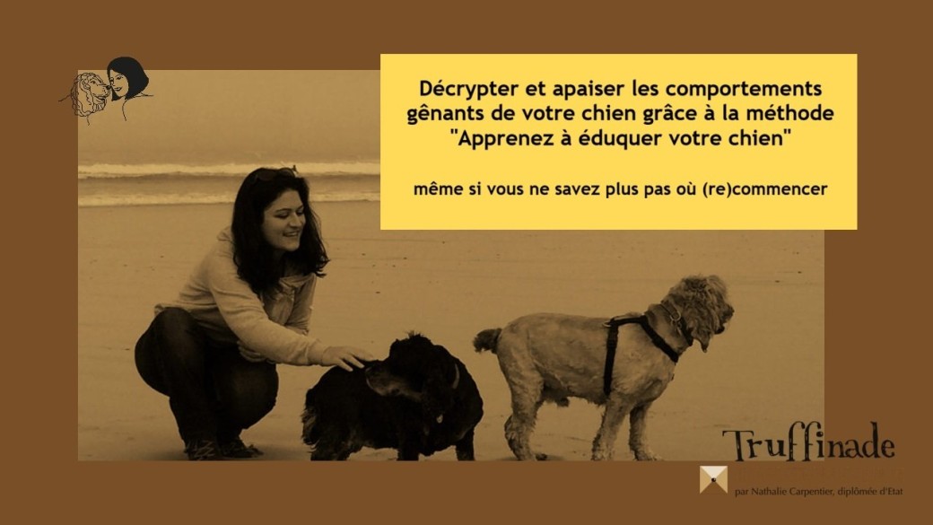 Apprenez à (ré)éduquer votre chien... même si vous ne savez plus par où (re)commencer !