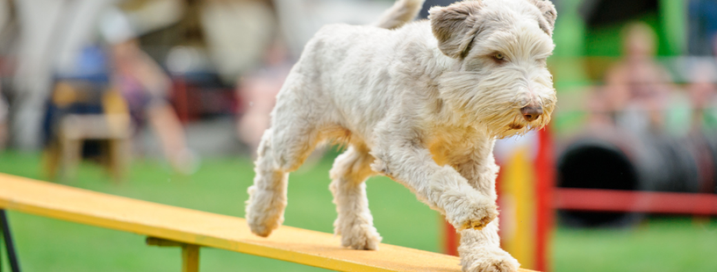  Agility, Hooper, Flyball...: Après-midi Jeux canins