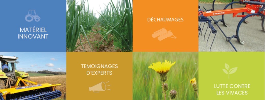 Après-midi technique "gestion des vivaces sans herbicides"