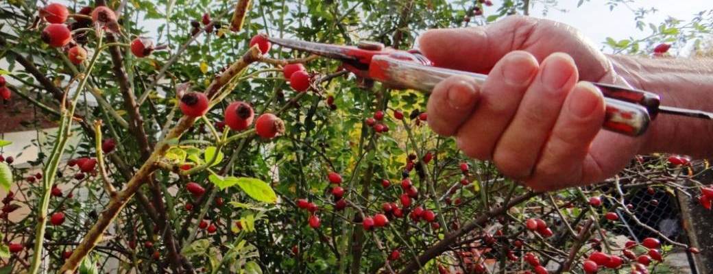 Architecture et taille raisonnée des arbustes d’ornement - Gembloux