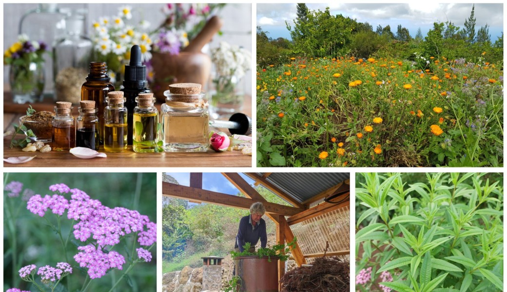 Aromathérapie pratique et Plantes Médicinales