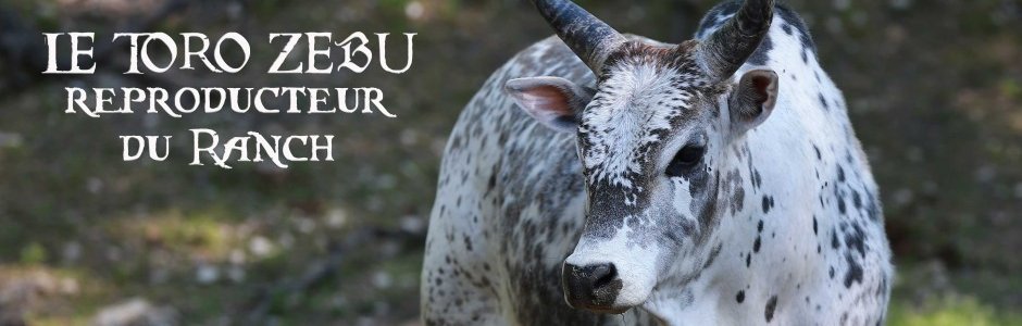 VENTE A LA FERME DE VIANDE NOBLE DE ZEBUS
