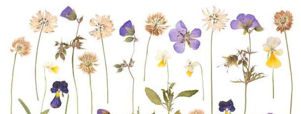Art floral 7-13 ans