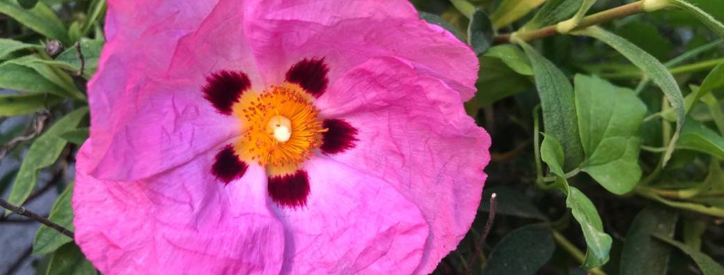 Atelier #2 : Constituer sa boîte à outils pour traverser l'éco-anxiété sans s'épuiser 