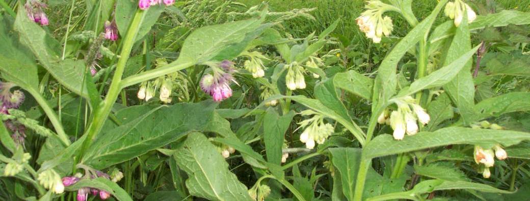 atelier baume de consoude Le Poiré