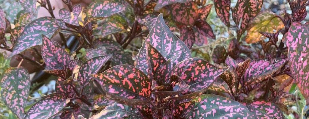 Atelier bouturage Hypoeste