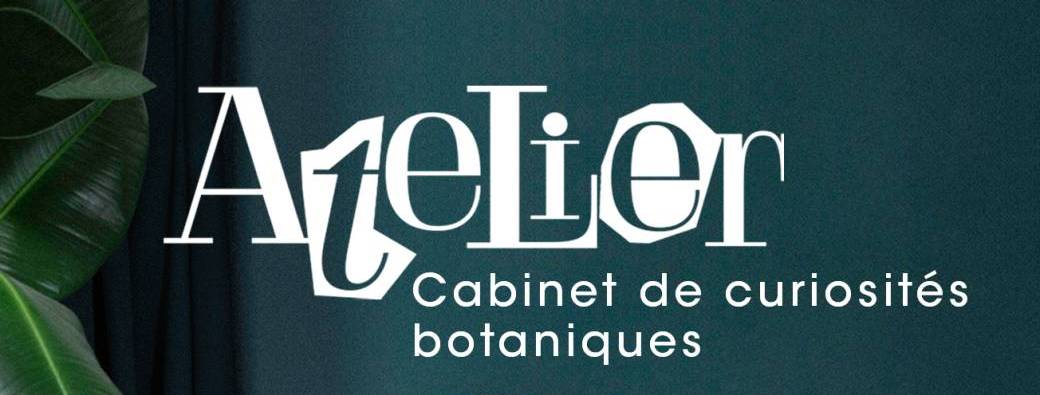Atelier Cabinet de curiosités botaniques - Août