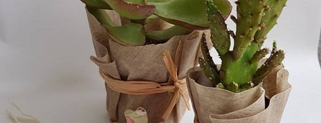 Atelier: cache-pot pour succulente en bee's wrap