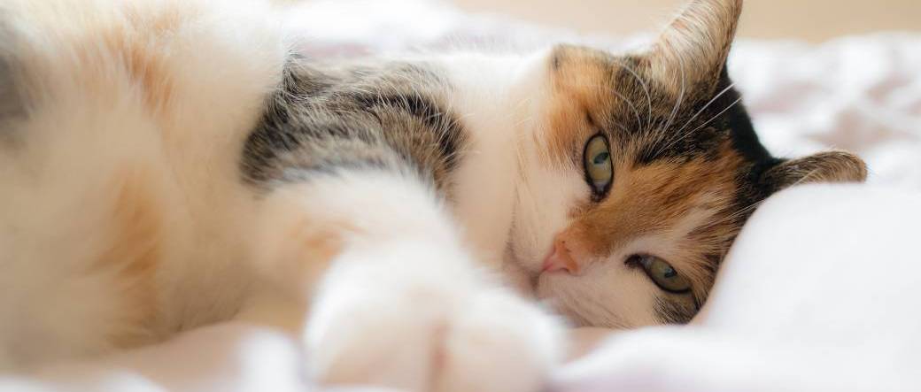 Atelier "Adopter un chat"