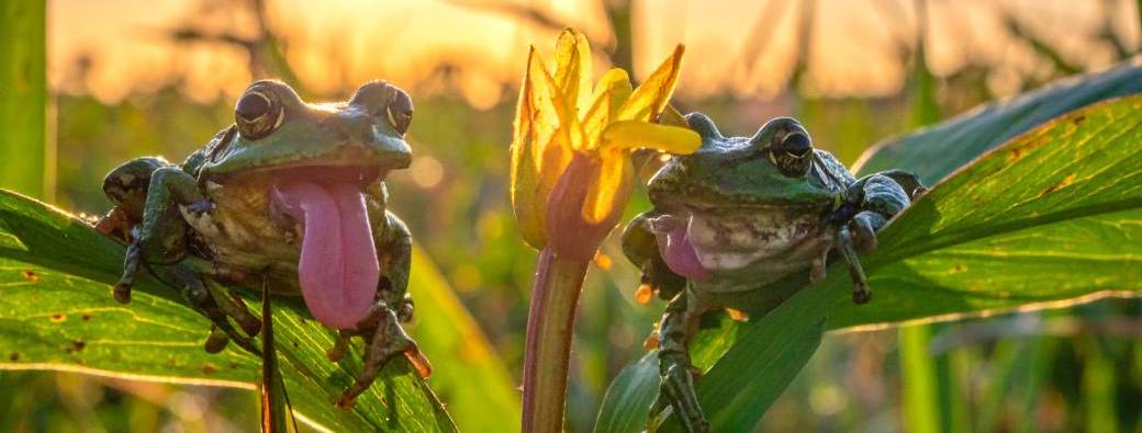 ATELIER | C'est la fête à la Grenouille (3-5ans)