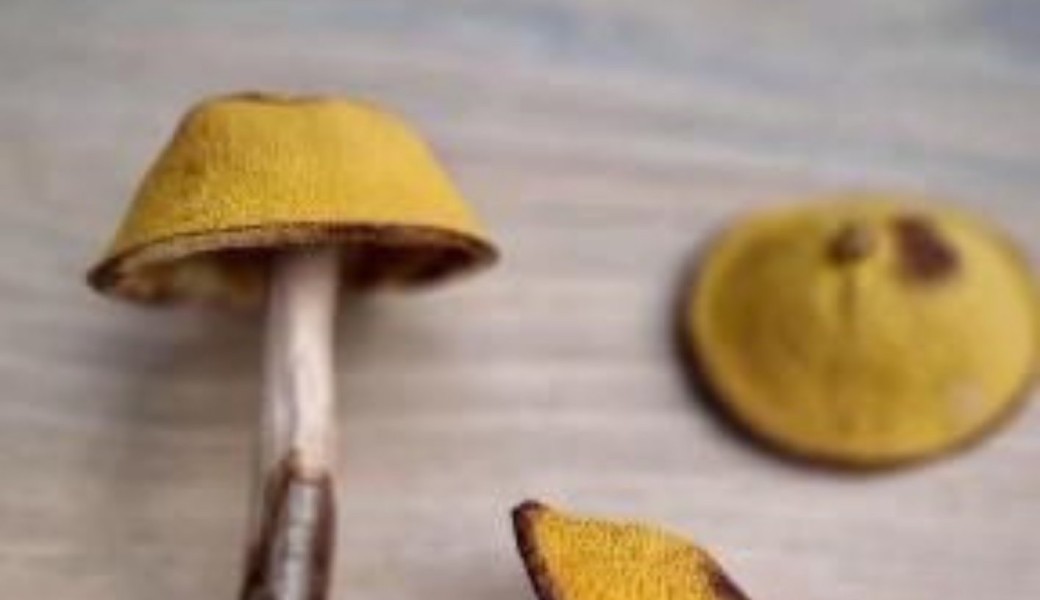 Atelier champis sculptés