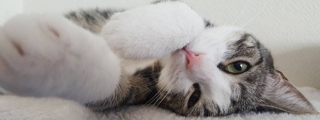 Atelier "Adopter un chat"