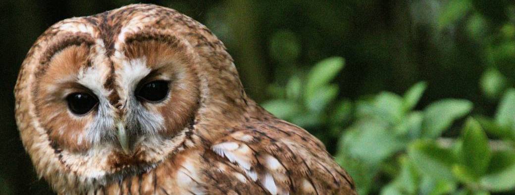 ATELIER | Chouette ! Voilà des hiboux (6-10ans)