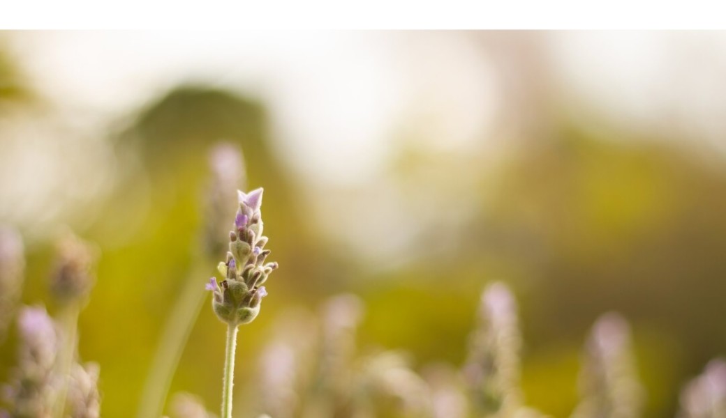 Atelier Collectif - Breathwork
