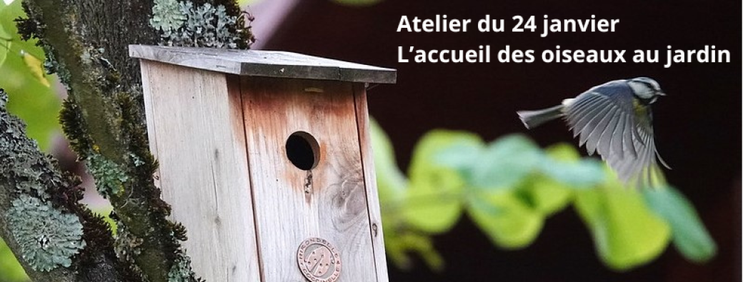 Atelier : Comment accueillir les oiseaux au jardin ?