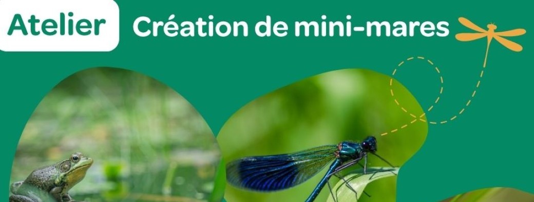 Atelier : comment créer une mini-mare chez soi