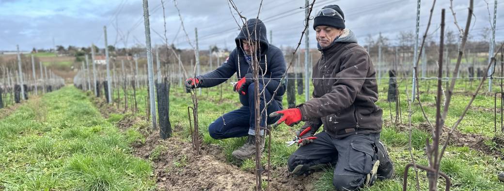 Atelier "Comment tailler une vigne?"