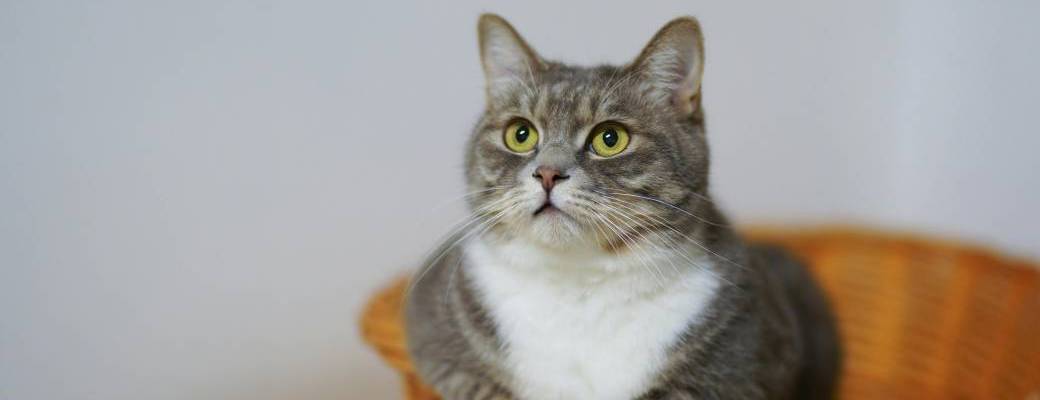 Atelier conciergerie : à l'écoute de mon animal (spécial chat)