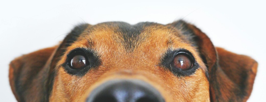 Atelier conciergerie : à l'écoute de mon animal (spécial chien)