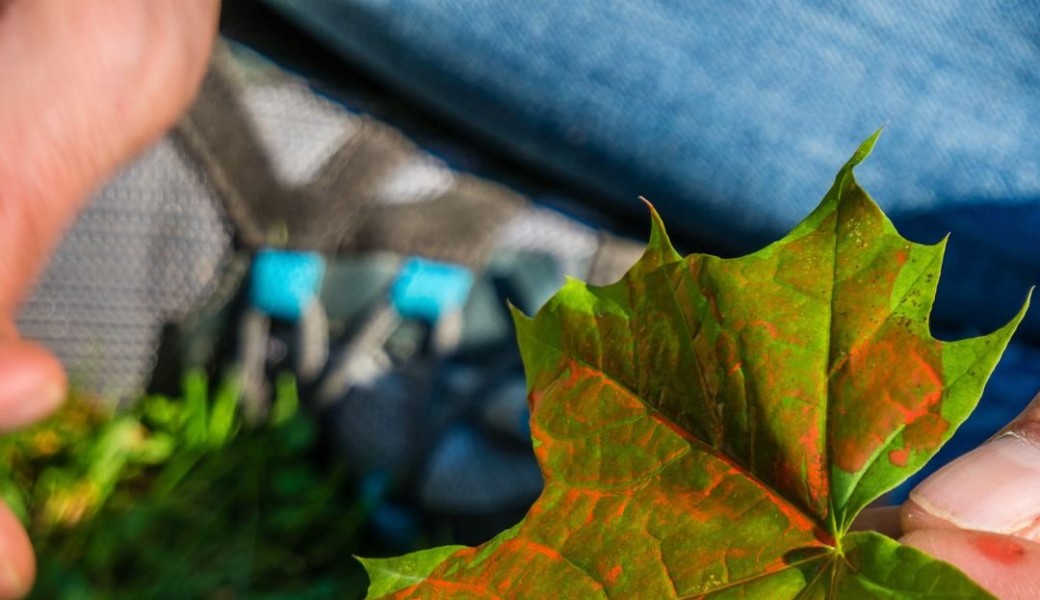 Atelier créatif - empreintez la nature 