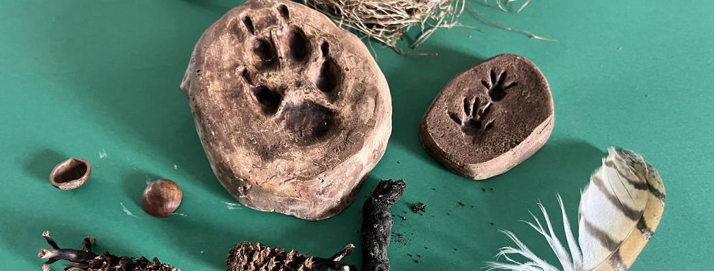 Atelier créatif en famille  Petits naturalistes