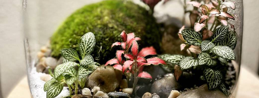 Atelier : créer votre terrarium