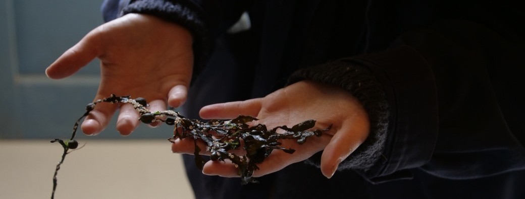 Atelier cuisine aux algues - repas inclus