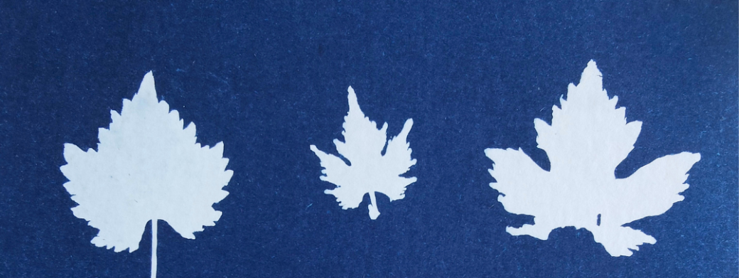 Atelier cyanotype adulte - Irissarry (64)