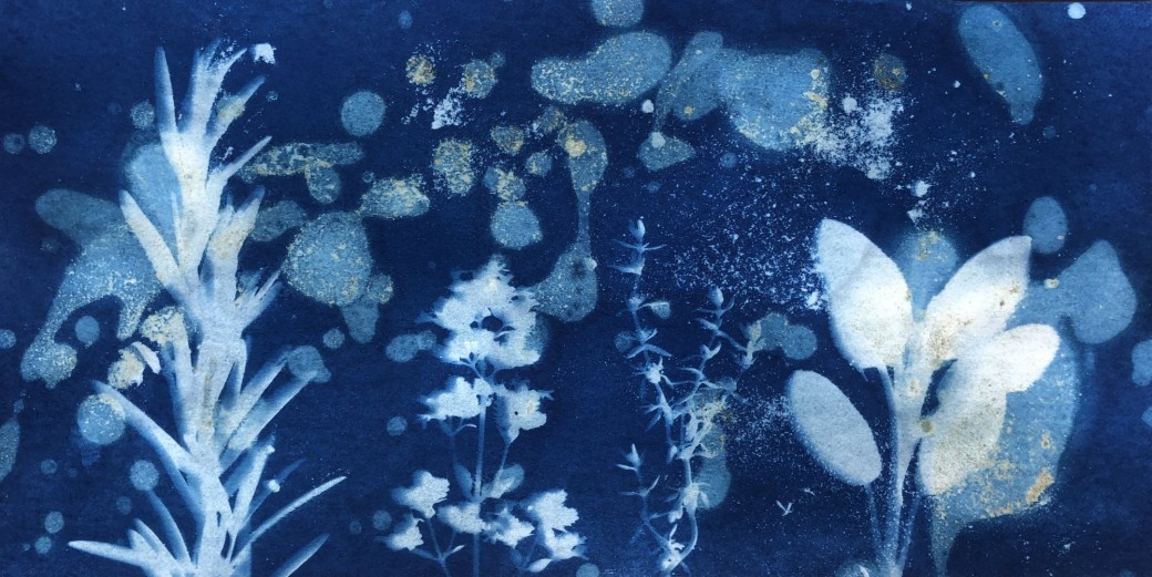 Atelier cyanotype : des fleurs en bleu