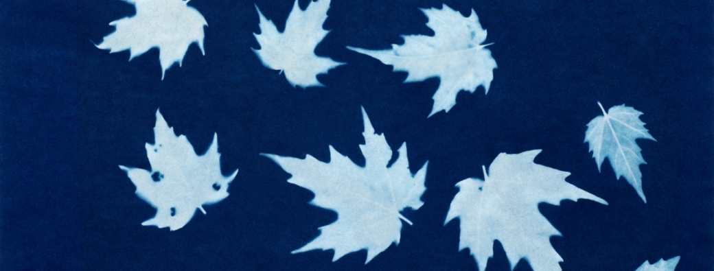 Atelier d'initiation au cyanotype