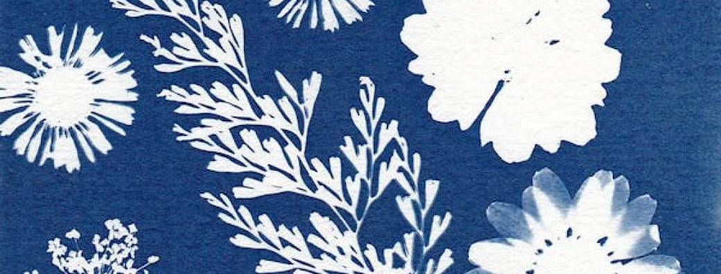 Atelier Cyanotype - Atelier Pompette - Tulipe Sauvage x Roue Libre