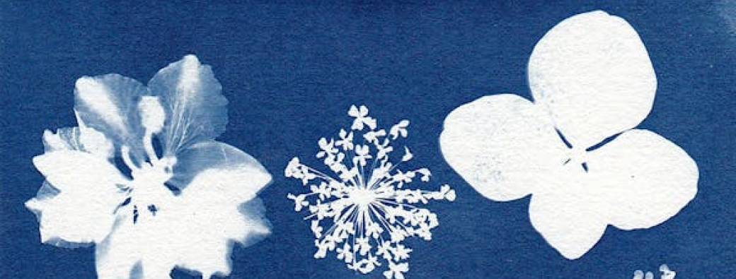Atelier Cyanotype
