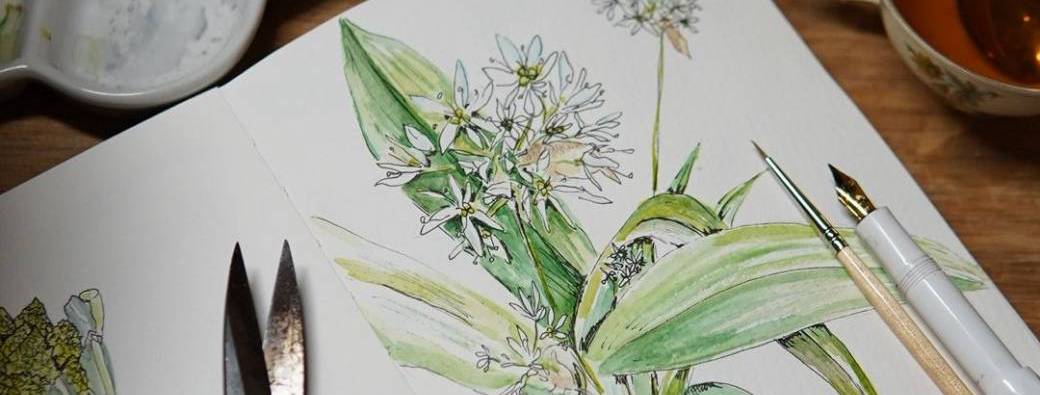 Atelier d’aquarelle botanique 