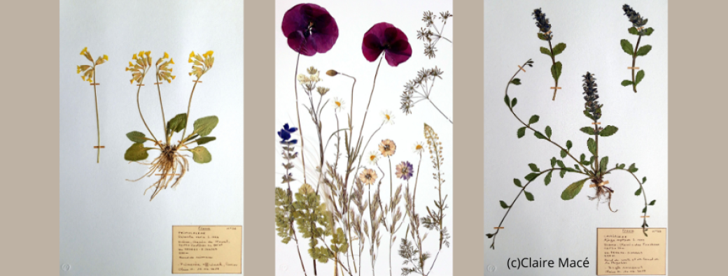 Atelier de création d'une planche d'herbier
