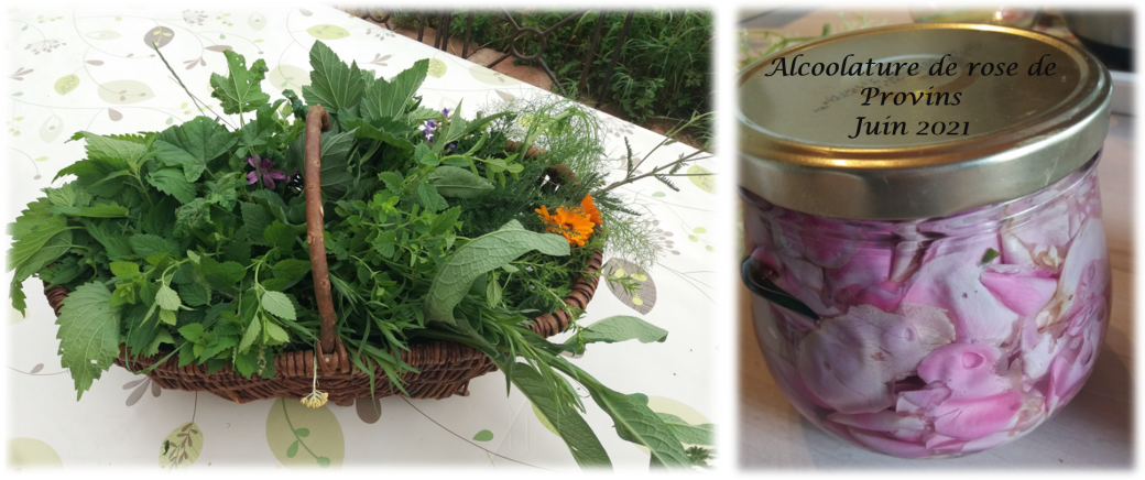 Atelier de fabrication et utilisation d'alcoolatures