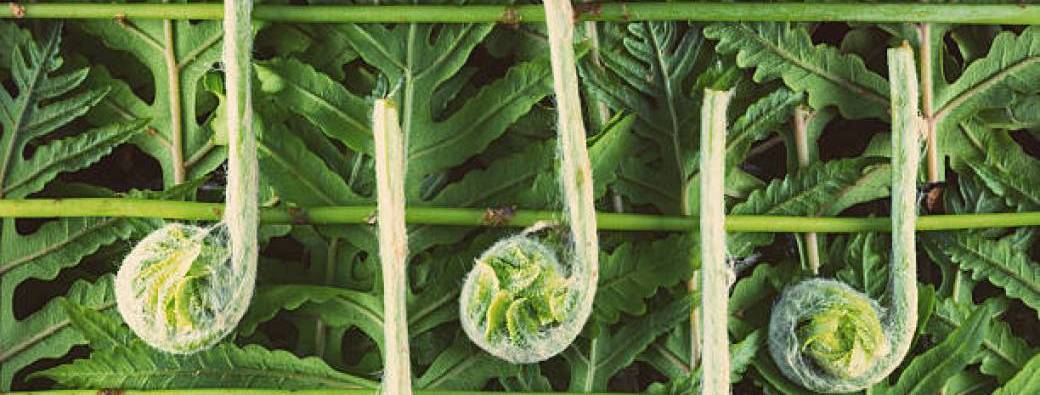 Atelier de musique verte - Familles 