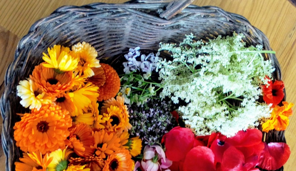 Atelier Découverte//Dégustation de fleurs comestibles