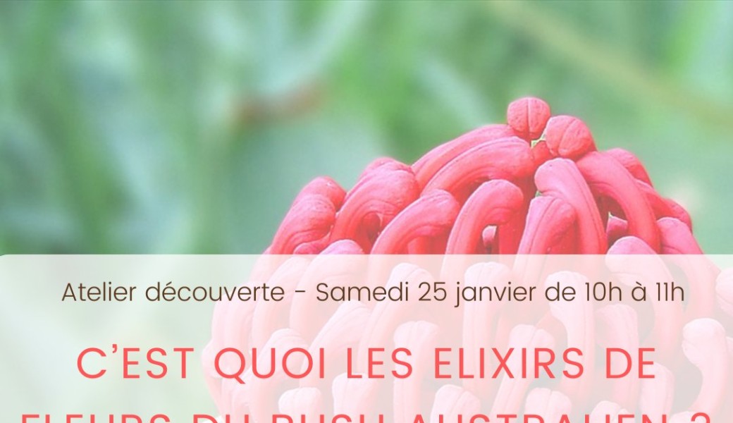 Atelier découverte des Fleurs du Bush Australien