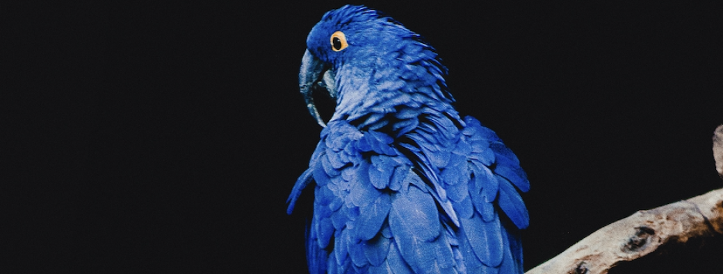 Atelier d'écriture créative - "bleu"