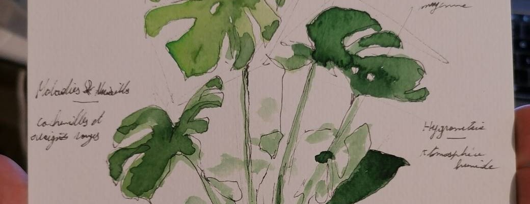 Atelier dessin botanique 
