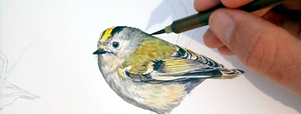 Atelier : Dessine-moi un animal sauvage !