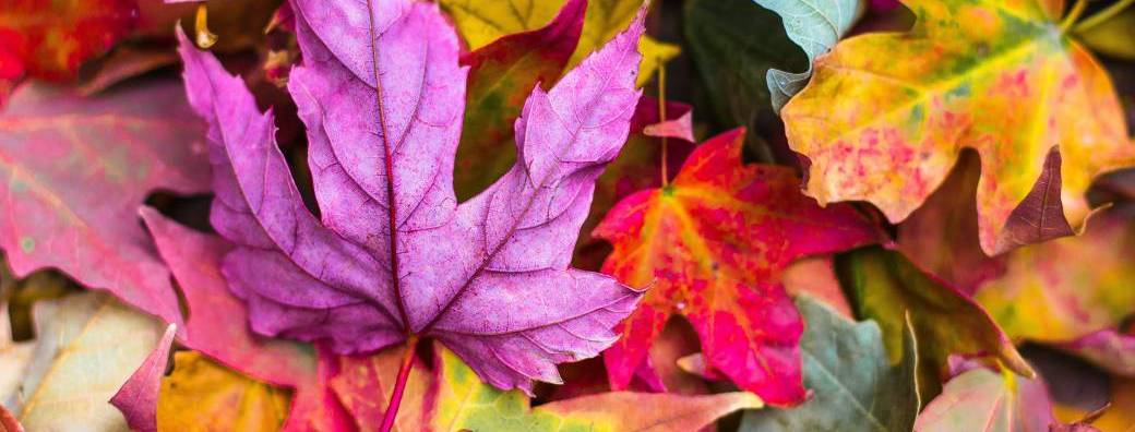 Atelier d'explorations sur le thème de l'automne