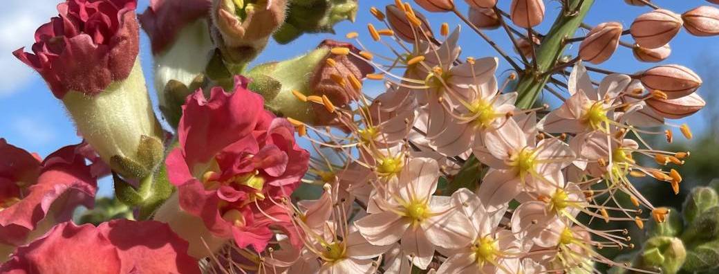 Matinée florale à la ferme : cueillez et créez votre bouquet