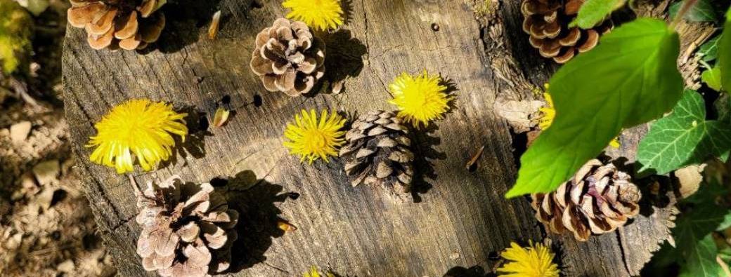 Atelier EN LIGNE - Mai - Lundi 25 - 9h30 - S'ancrer avec les arbres