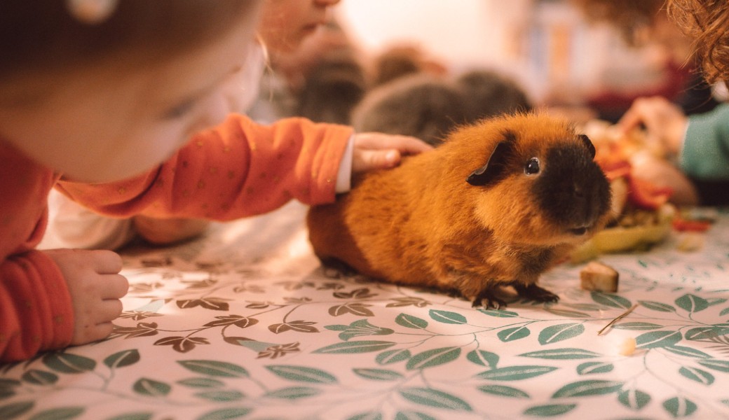 Atelier Enfants et animaux (cochons d'Inde) 
