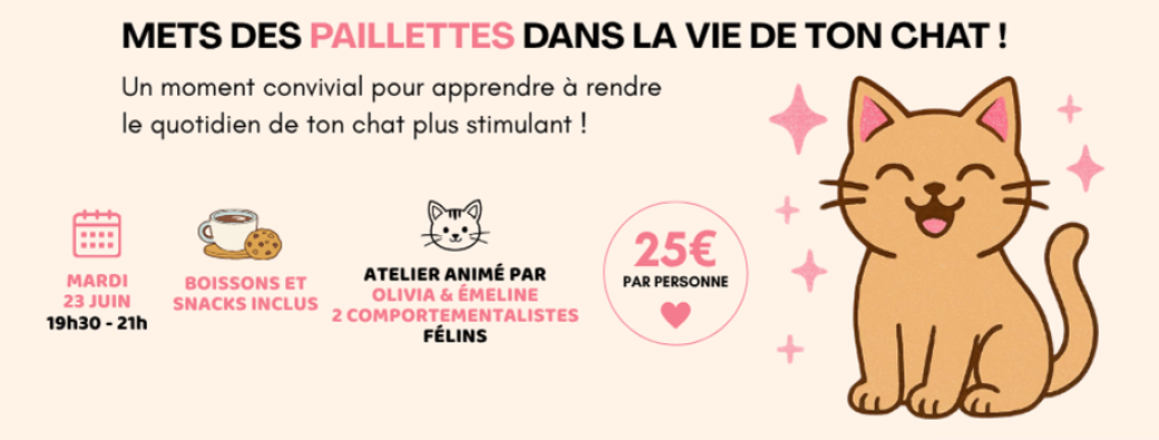 Atelier enrichissement chat - mets des paillettes dans la vie de ton chat !