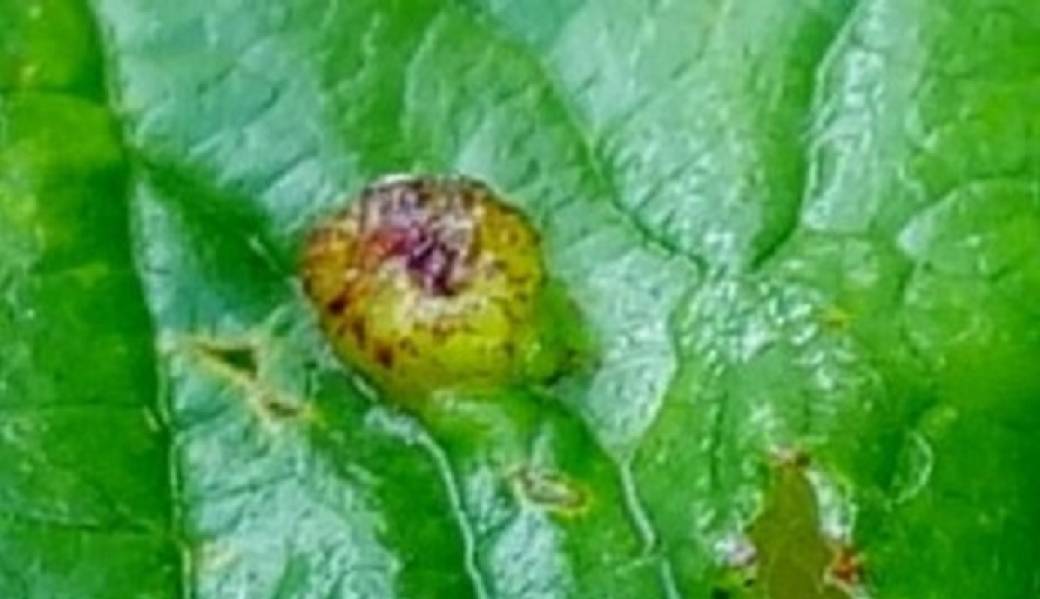 Atelier et sortie à la découverte des Galles